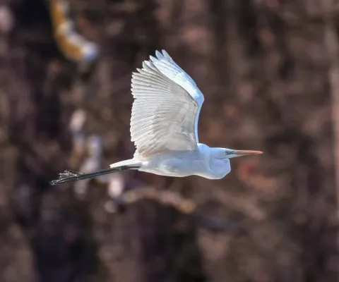 Silberreiher im Flug